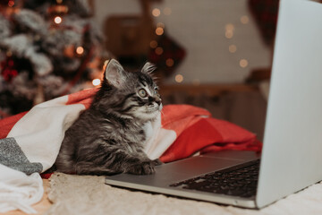 A cute grey kitten at home is shopping online for Christmas. a cat with a laptop for the New Year