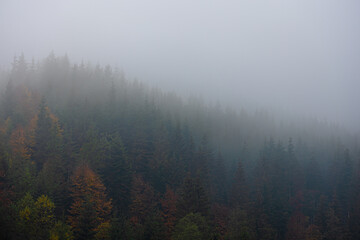 Foggy autumn mountain landscape with spruce forest.