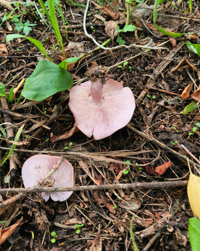 two inedible mushrooms on the grass