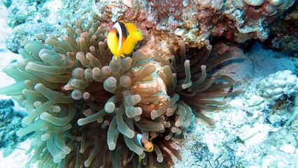 Fototapeta na wymiar clown fish of red sea