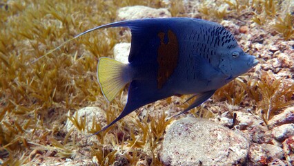 Arabian angelfish