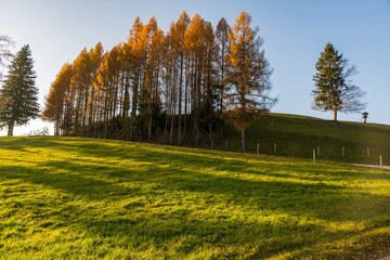 Autumm thebright colors in the forest