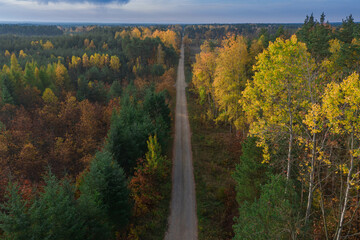 Rozległa równina porośnięta mieszanym, iglasto liściastym lasem. Środkiem przebiega żwirowa droga. Jest jesień liście mają żółty i brązowy kolor. Zdjęcie z drona. - 542370789