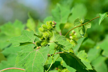 Rough cocklebur ( Xanthium strumarium) on garden, seed are medicinal