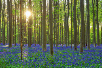 Bluebells(Hyacinthoidesnon-scripta)blooming in forest with sun shining through tree branches in background