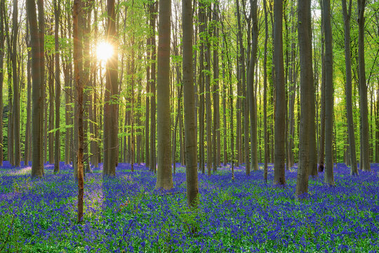 Fototapeta Bluebells(Hyacinthoidesnon-scripta)blooming in forest with sun shining through tree branches in background