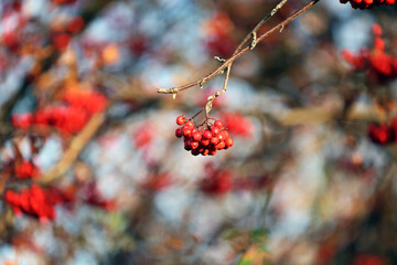 Piękna czerwona jarzębina na jesiennym drzewie.  © FotoDax