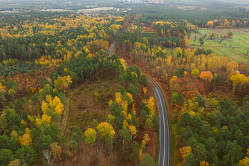 Rozległa równina porośnięta mieszanym, iglasto liściastym lasem. Środkiem przebiega asfaltowa droga. Jest jesień liście mają żółty i brązowy kolor. Zdjęcie z drona. - 542371370