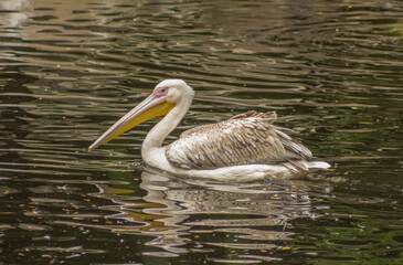 Pelican swimming on the lake, side view
