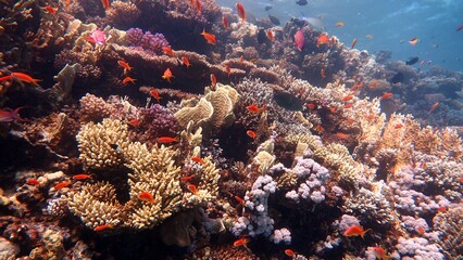 Naklejka na ściany i meble red sea fish and hard corals
