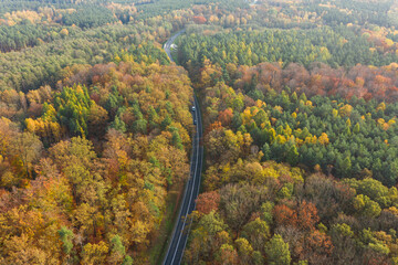 Rozległa równina porośnięta mieszanym, iglasto liściastym lasem. Środkiem przebiega asfaltowa droga. Jest jesień liście mają żółty i brązowy kolor. Zdjęcie z drona. - 542371768