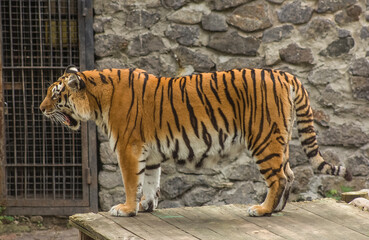 A beautiful tiger stands and roars with its mouth open in a zoo against the backdrop of a stone wall and trees. Photo taken from the side