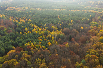 Rozległa równina porośnięta mieszanym, iglasto liściastym lasem. Jest jesień, igły mają zielony kolor, liście są żółte i brązowe. Jest słoneczny dzień. Zdjęcie z drona. - 542371780