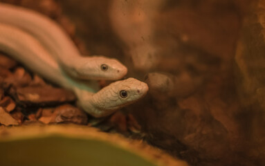 2 snakes crawling forward in the terrarium. mating snakes