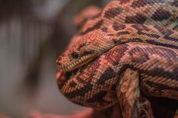 A python lies on a branch, twisted into a ball in the wind in a zoo terrarium and looks to the...