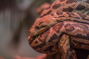 A python lies on a branch, twisted into a ball in the wind in a zoo terrarium and looks to the left. Dangerous snake