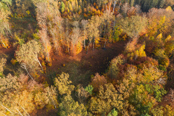 Rozległa równina porośnięta mieszanym, iglasto liściastym lasem. Jest jesień, igły mają zielony kolor, liście są żółte i brązowe. Jest słoneczny dzień. Zdjęcie z drona. - 542371963