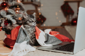 A cute grey kitten at home is shopping online for Christmas. a cat with a laptop for the New Year