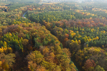 Rozległa równina porośnięta mieszanym, iglasto liściastym lasem. Środkiem przebiega asfaltowa droga. Jest jesień liście mają żółty i brązowy kolor. Zdjęcie z drona. - 542372163