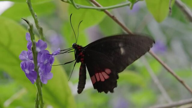 Macro of a pink-spotted cattleheart butterfly (Parides photinus) resting on a flower