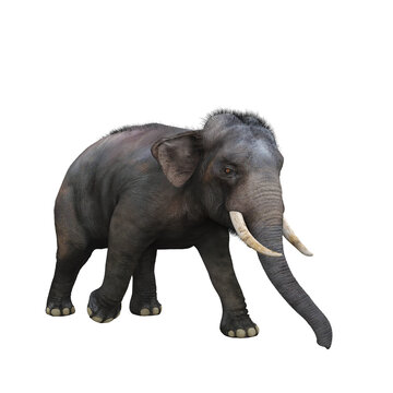 Indian elephant walking. 3D illustration.