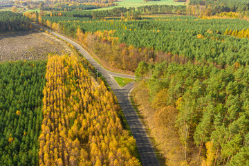 Rozległa równina porośnięta mieszanym, iglasto liściastym lasem. Środkiem przebiega asfaltowa droga. Jest jesień liście mają żółty i brązowy kolor. Zdjęcie z drona. - 542372310
