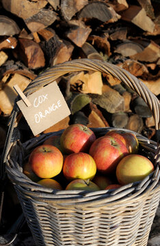 Basket of ripe apples of Cox Orange variety