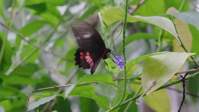 Macro of a pink-spotted cattleheart butterfly (Parides photinus) drinking nectar from a flower