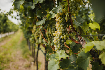Green grapes growing in vineyard