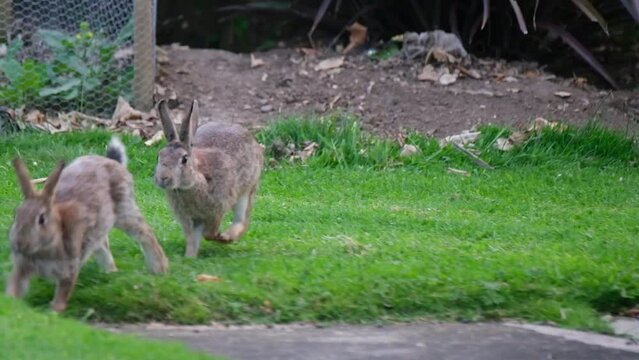 Wild rabbit feeding on grass in caravan holiday park.