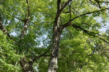 大木を見上げる