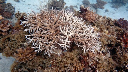 Fototapeta na wymiar red sea fish and hard corals