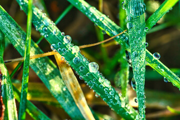 Fototapeta premium Frozen dew drops on a blade of grass. Close up of frozen water. Macro shot