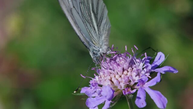 Macro of a green-veined white (Pieris napi) butterfly drinking nectar from a flower and flying away