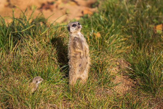 Meerkat - Suricata suricatta standing on a stone guarding the surroundings in sunny weather. Photo has nice bokeh.