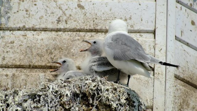 The kittiwakes are two closely related seabird species in the gull family Laridae, the black-legged kittiwake and the red-legged kittiwake.