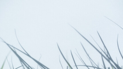 Abstract Background Shadow Leaves From window House Effect,Overlay Construction Concrete Blue Cement Wall backdrop,Premium Design Mock up Banner Card Poster for Presentation Environment concept.