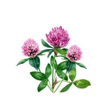Red clover compositiot, hand drawn wtercolor illustration isolated on white