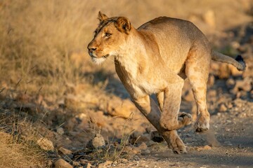 Fototapeta na wymiar Closeup shot of a lioness running in a safari