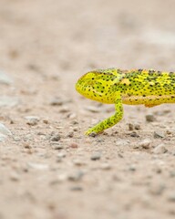 Closeup shot of a green and yellow chameleon walking on the ground