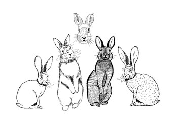 Hare outline by line. Set of hatching rabbits. Vector illustration