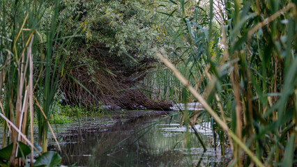 The swamps and wilderness of the Danube Delta in Romania