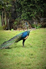 Naklejka premium peacock in the garden