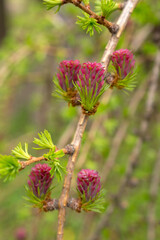 larch branches in spring day