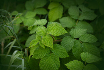 Background of wild raspberries leaves, covered with dew in early morning