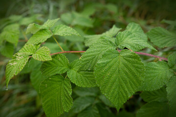 Background of wild raspberries leaves, covered with dew in early morning