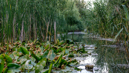 The swamps and wilderness of the Danube Delta in Romania