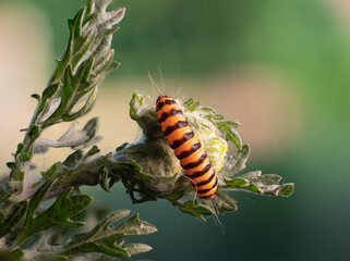 Close up of the caterpillar of the Cinnabar butterfl creeping on the plant ragwort