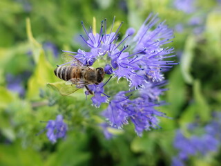 Close-up bee on flower - pollination