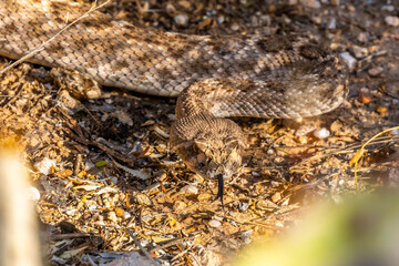 A Rattlesnake in Tucson, Arizona